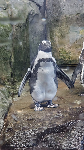 PENGUIN 1 DAY 7 CA 2019.jpg