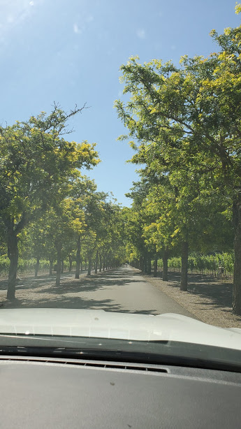 STERLING TREES DAY 4 CA 2019