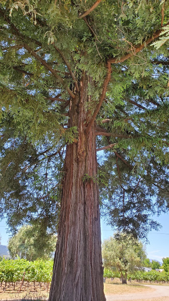 TAPLIN REDWOOD DAY 4 CA 2019