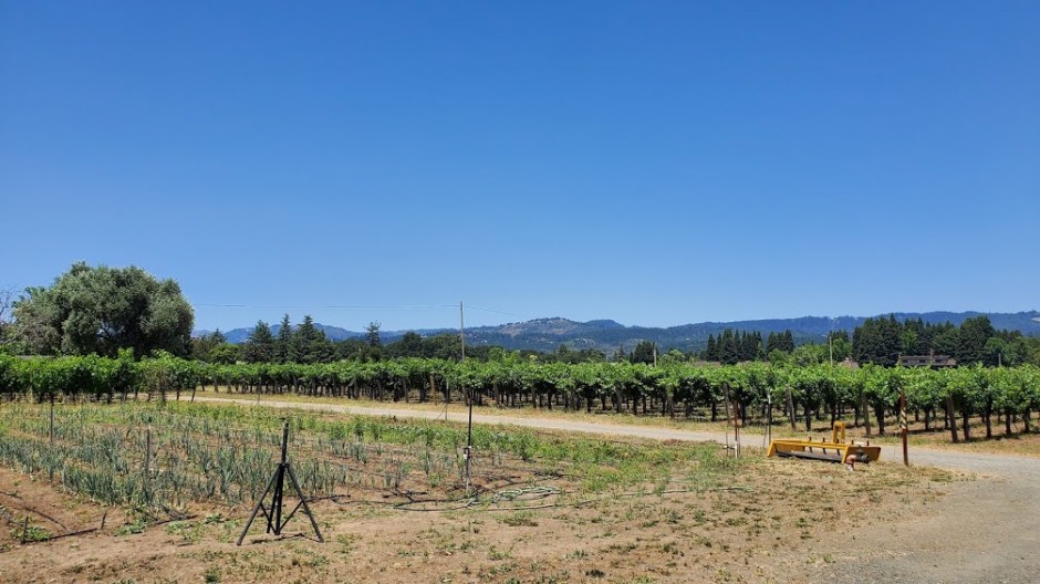 TAPLIN VINES DAY 4 CA 2019