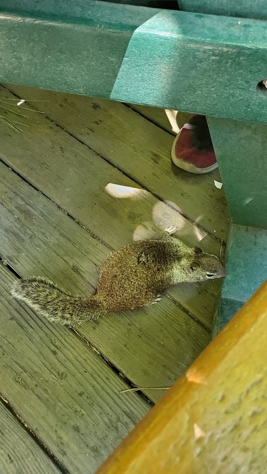 YOSEMITE SQUIRREL DAY 5 CA 2019.jpg