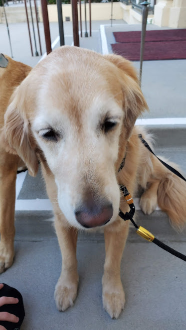 DOGS 2 DAY 9 CA 2019.jpg