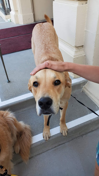 DOGS 3 DAY 9 CA 2019.jpg