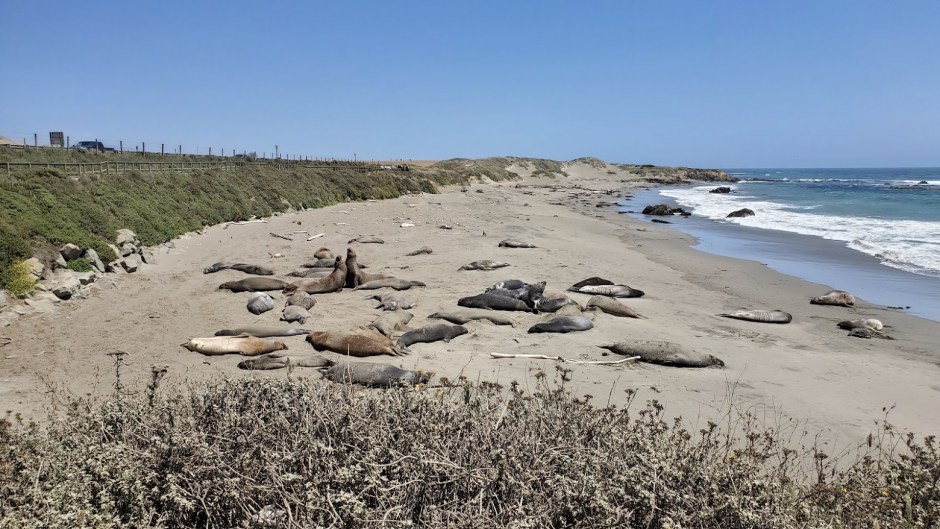 ELEPHANT SEALS 1 DAY 8 CA 2019.jpg