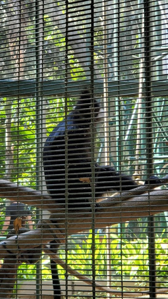 MONKEY DAY 16 CA 2019.jpg