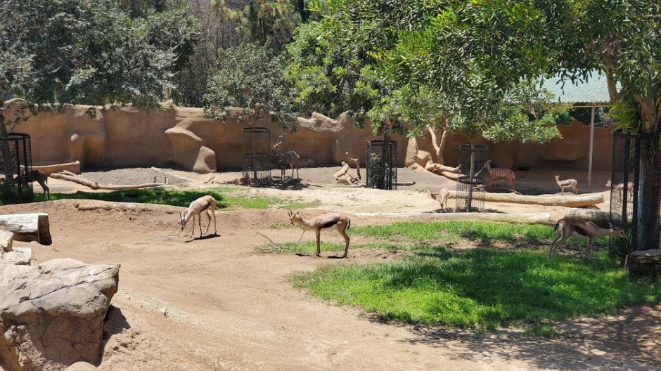 SD ZOO 11 DAY 16 CA 2019.jpg