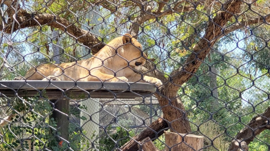 SD ZOO 12 DAY 16 CA 2019