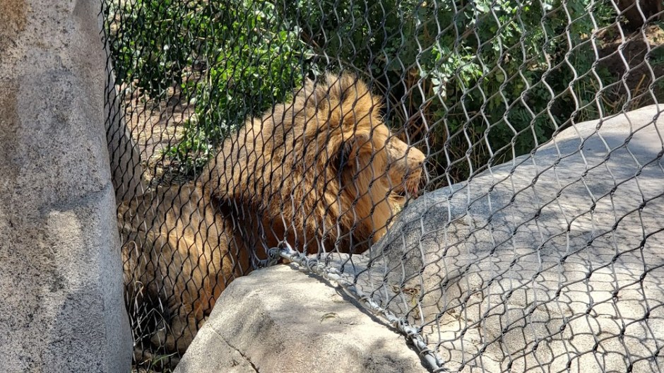 SD ZOO 13 DAY 16 CA 2019