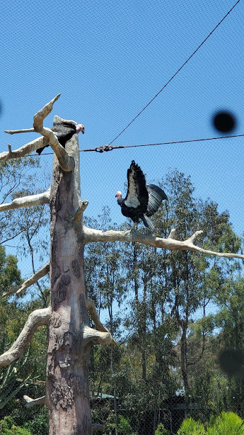 SD ZOO 14 DAY 16 CA 2019.jpg