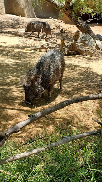 SD ZOO 15 DAY 16 CA 2019