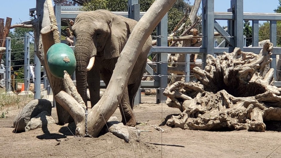 SD ZOO 17 DAY 16 CA 2019.jpg