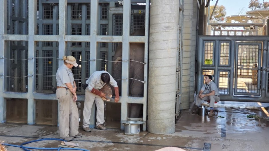 SD ZOO 18 DAY 16 CA 2019.jpg