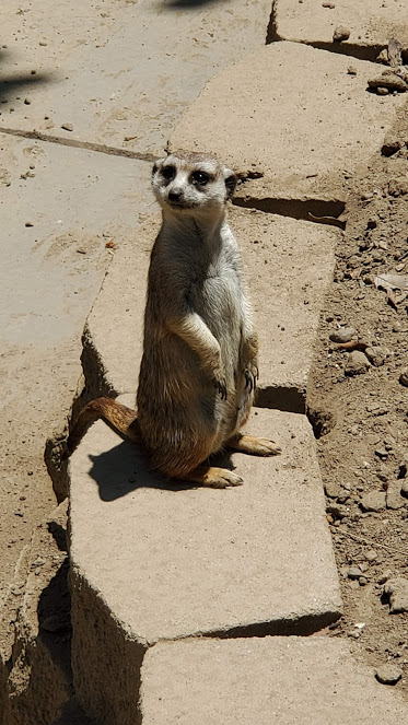 SD ZOO 19 DAY 16 CA 2019