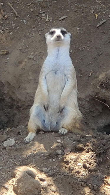 SD ZOO 20 DAY 16 CA 2019