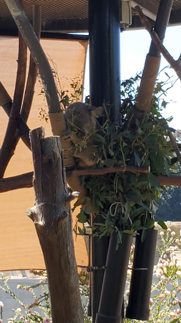 SD ZOO 21 DAY 16 CA 2019