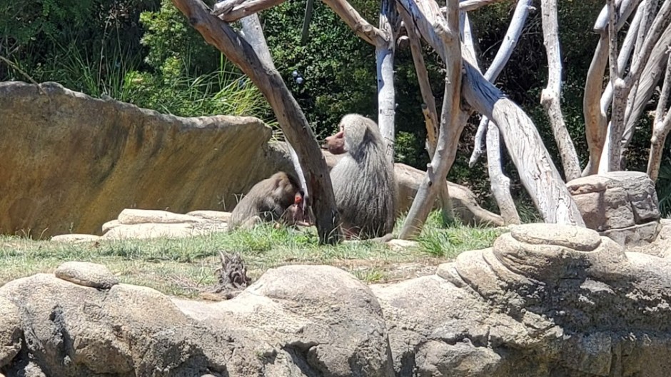 SD ZOO 22 DAY 16 CA 2019.jpg