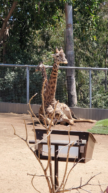 SD ZOO 26 DAY 16 CA 2019