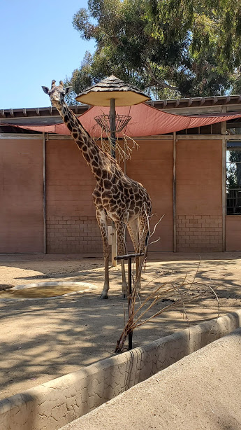 SD ZOO 27 DAY 16 CA 2019