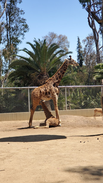 SD ZOO 28 DAY 16 CA 2019