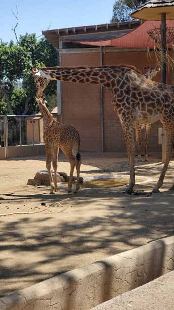 SD ZOO 29 DAY 16 CA 2019