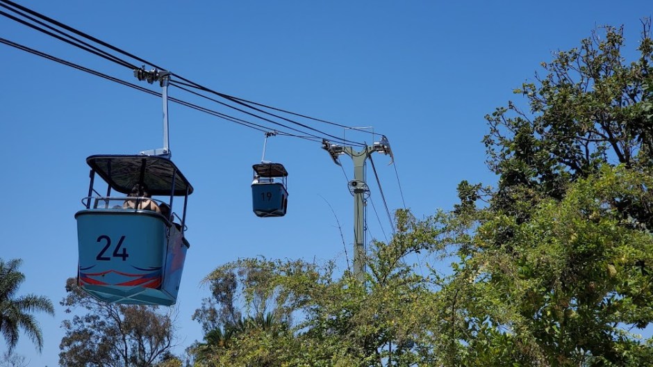 SD ZOO 3 DAY 16 CA 2019.jpg