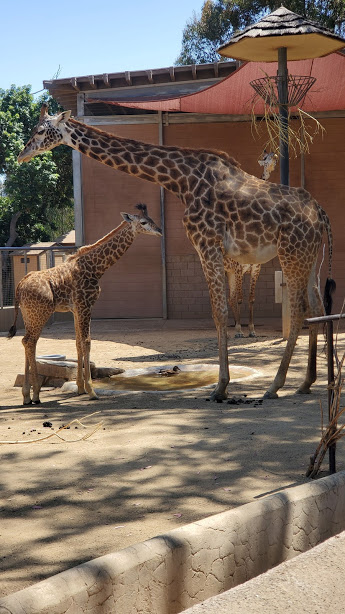 SD ZOO 30 DAY 16 CA 2019