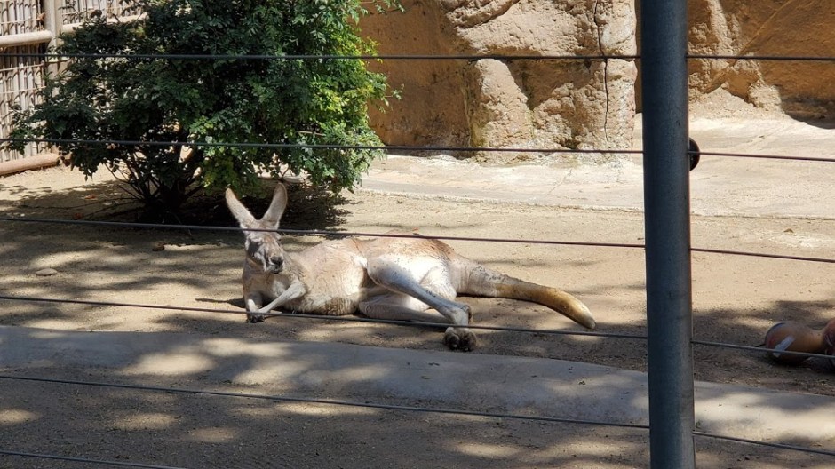 SD ZOO 33 DAY 16 CA 2019