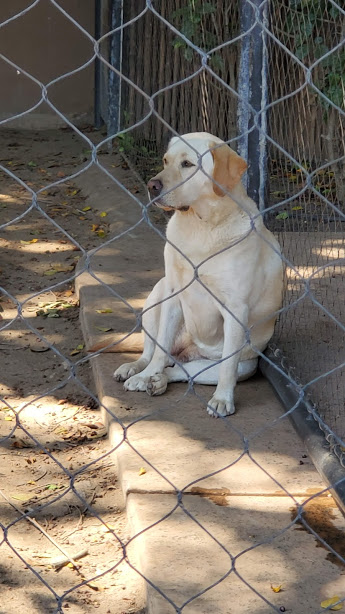 SD ZOO 34 DAY 16 CA 2019.jpg