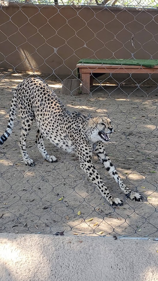 SD ZOO 35 DAY 16 CA 2019.jpg