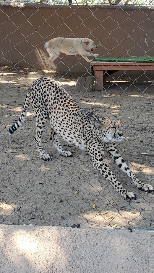 SD ZOO 37 DAY 16 CA 2019