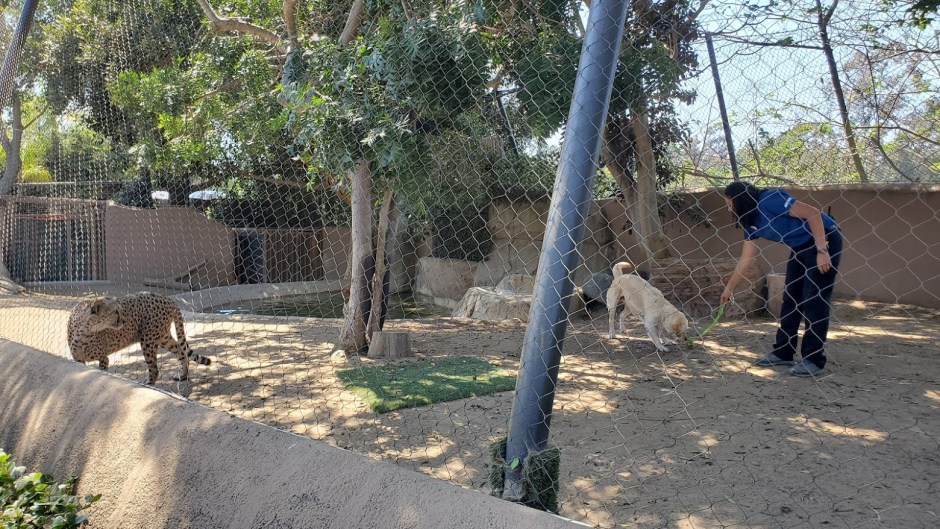 SD ZOO 38 DAY 16 CA 2019
