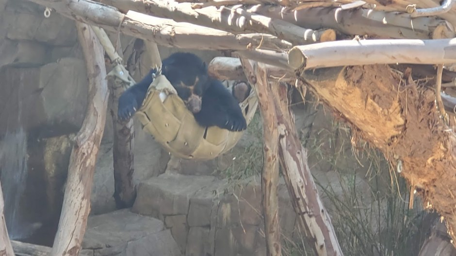 SD ZOO 40 DAY 16 CA 2019.jpg