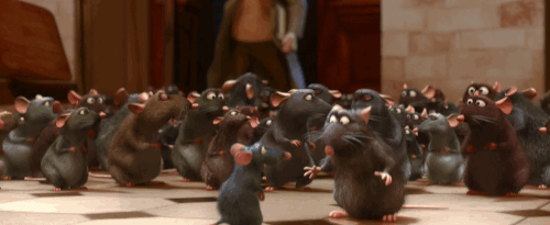 RATS NAPA TRIP 2019 DAY 3.gif