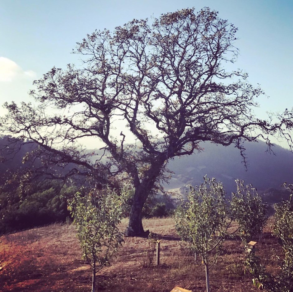 TREE NAPA TRIP 2019 DAY 2.jpeg