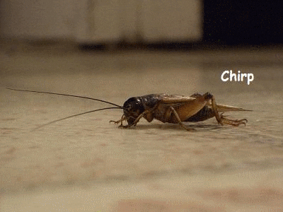CRICKETS GIF COMING ATTRACTIONS JAN 2020