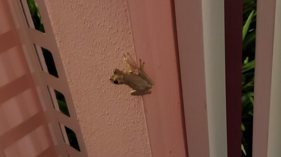 FROG 1 DAY 1 VERO BEACH FEB 2020