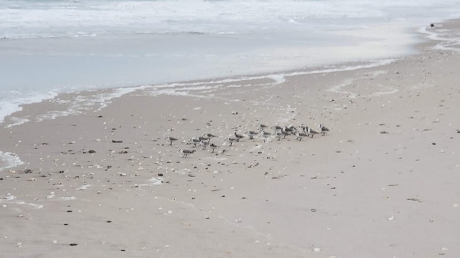 BEACH WALK 3 VERO BEACH DAY 3 FEB 2020