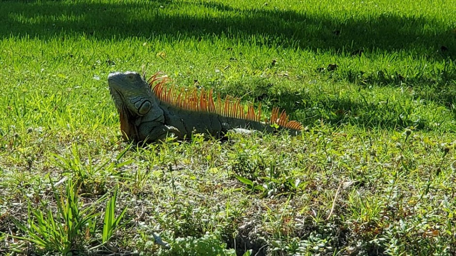 DOLPHIN CRUISE 15 VERO BEACH DAY 4 FEB 2020