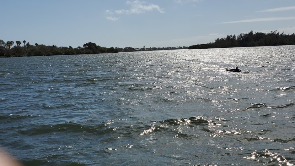 DOLPHIN CRUISE 6 VERO BEACH DAY 4 FEB 2020